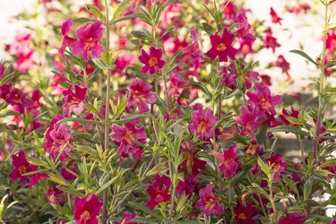 Red monkey flower.