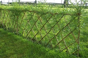 Diamond pattern willow fence.