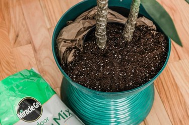 Cover the base of the plant and filler paper or peanuts with a layer of potting mix.