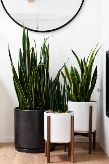 Snake plants in modern planters