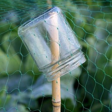 Inverted jar on bamboo stake