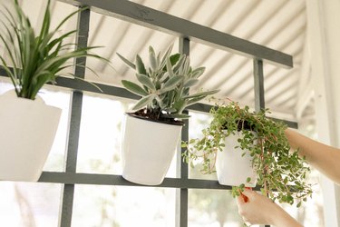 Hanging white flower pot with succulent on trellis