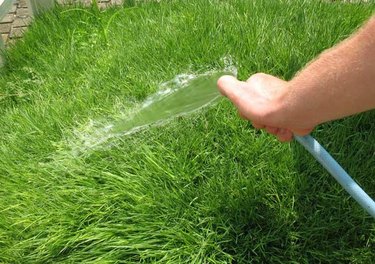 Watering a new lawn.