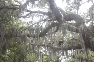 Old oak trees with Spanish moss