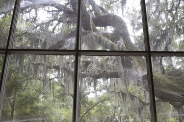 Window looking out to old oak trees covered in Spanish moss