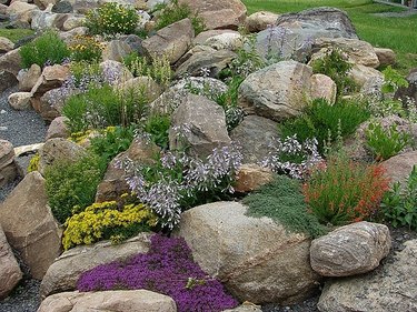 Rock garden.