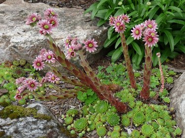 Hens and Chicks