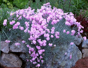 Dianthus