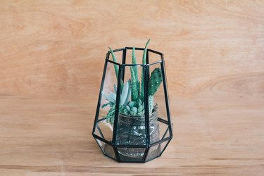 Walmart Outdoor Terrarium DIY