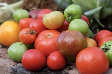 variety of tomatoes