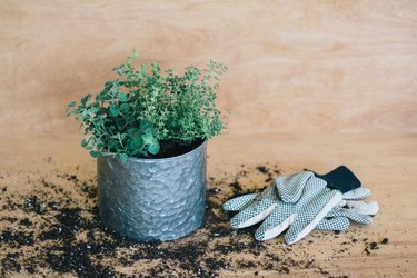 Herbs planted in steel pot