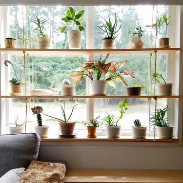 wood window plant shelves  in the living room with small potted plants