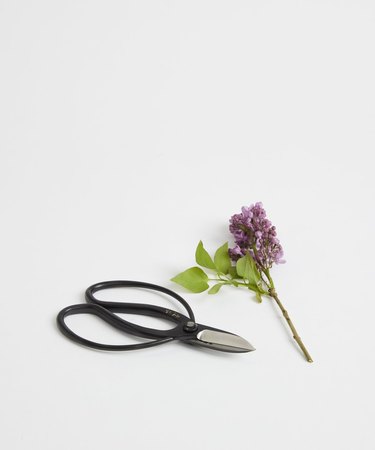 garden scissors near flower
