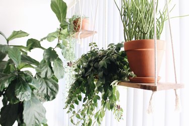 hanging plants on window plant shelf