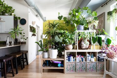Urban jungle scene: Plants sitting on storage with hardwood floors