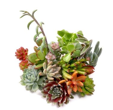 How to Make a Succulent Garden | Hunker