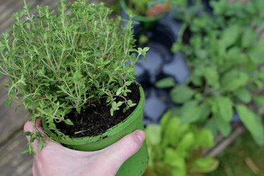 Vertical Herb Garden