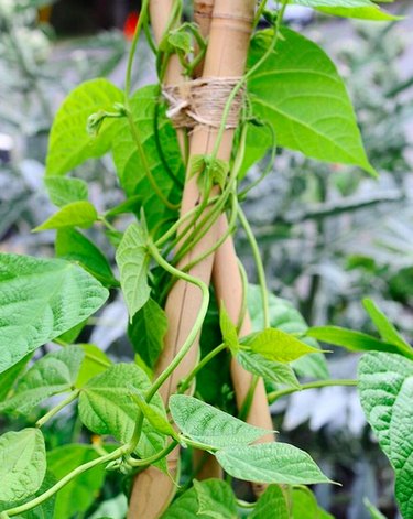 Pole bean support