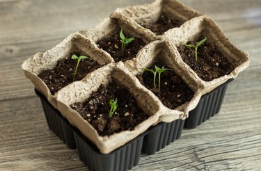 Pepper seedlings