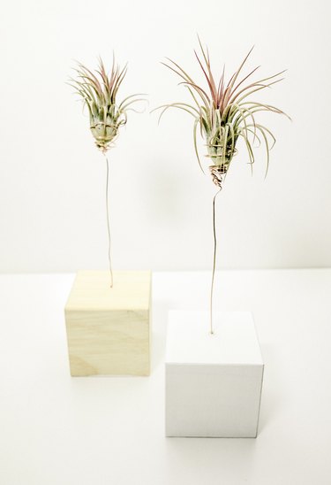 DIY wood block air plant tree