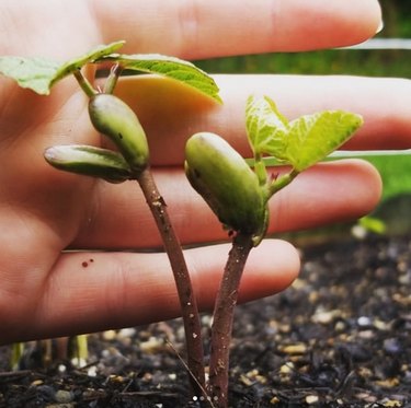 Young pole beans