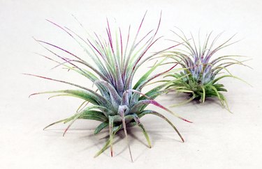 air plants