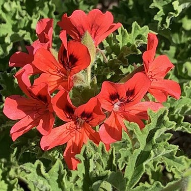Red Mrs. Taylor scented geranium
