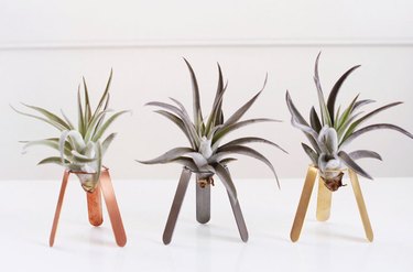 air plants