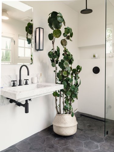 black overhead shower head, black faucet handle, glass shower door, rattan vase with large green plant, wall-mounted sink with black faucet and handles, rectangular mirror, gray hexagon floor tiles