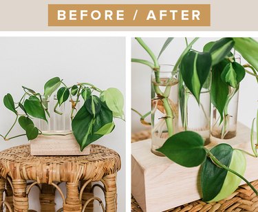 Before and after proof that propagating a Brasil Philodendron is possible.