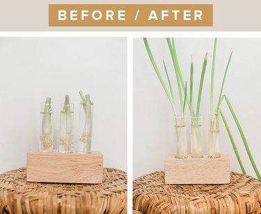 Regenerate cut green onions by placing the root ball in water.