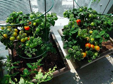 Easy Summer Vegetables to Grow on a Balcony
