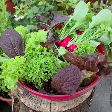 Easy Summer Vegetables to Grow on a Balcony