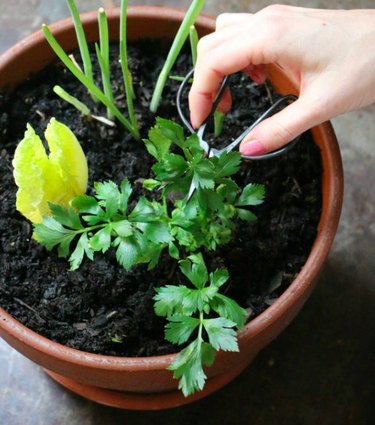 Easy Summer Vegetables to Grow on a Balcony