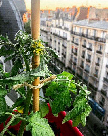 Easy Summer Vegetables to Grow on a Balcony
