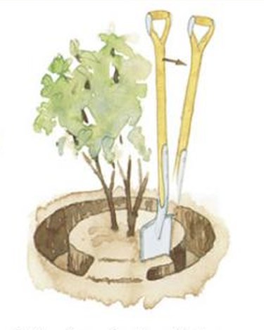 How to dig a trench when transplanting a bush