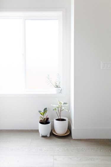 white potted plants in a corner near window