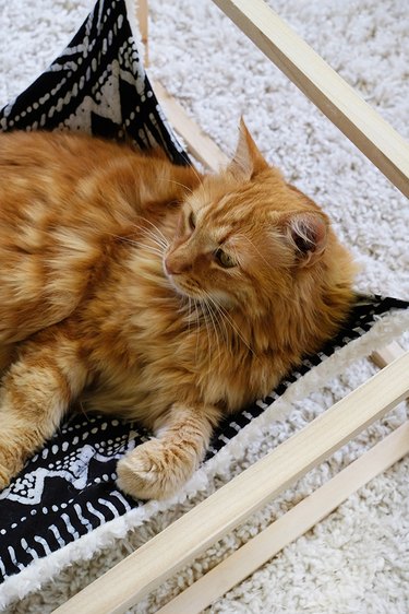Cat Napping in DIY Cat Hammock