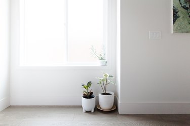 Window with natural light and plants