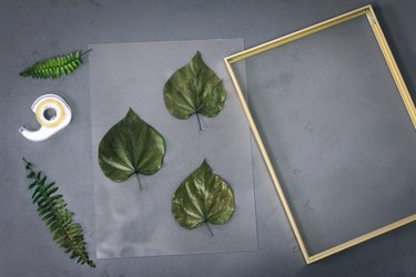 Taping preserved leaves to floating frame backing