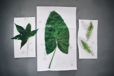 Leaves drying on paper towels