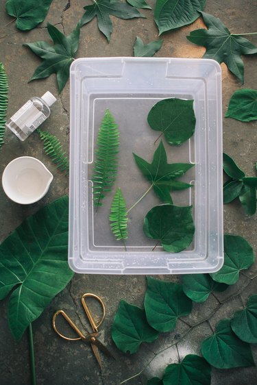 Soaking leaves in glycerin