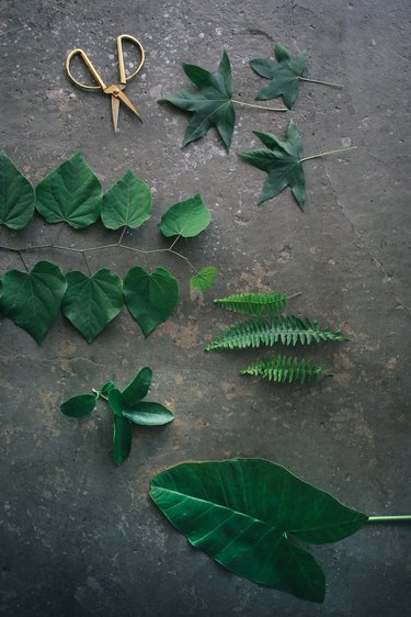 Assorted green leaves
