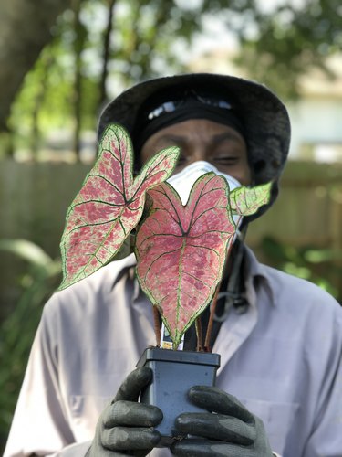 figure holding a hypoestes plant