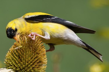 goldfinch coneflower