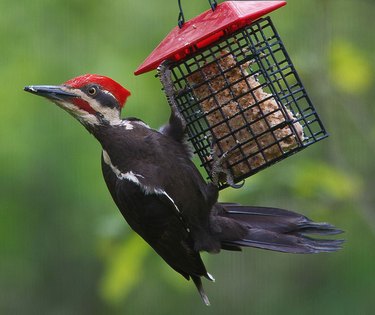 woodpecker suet