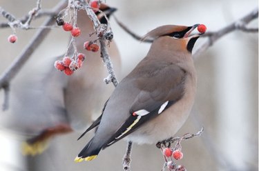 waxwing in winter