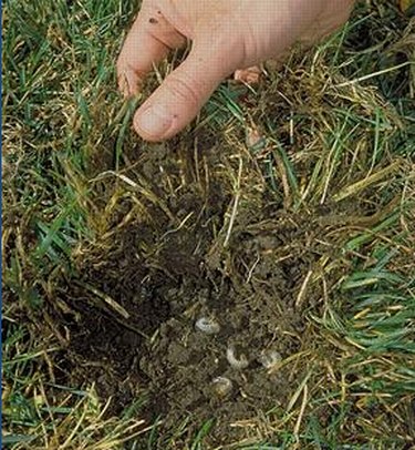 Grubs under turf.