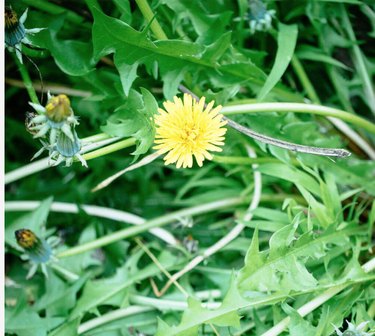 Dandelion