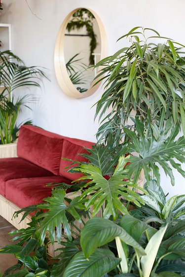 couch, mirror, and plants